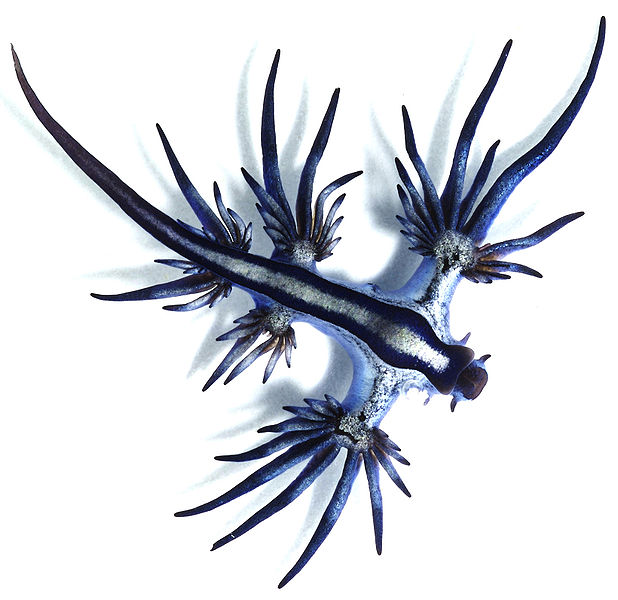 618px Glaucus atlanticus 1 cropped